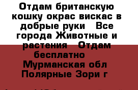 Отдам британскую кошку окрас вискас в добрые руки - Все города Животные и растения » Отдам бесплатно   . Мурманская обл.,Полярные Зори г.